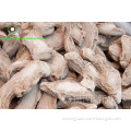 /company-info/1508556/dried-ginger-yunnan-origin/chinese-dried-ginger-whole-62681839.html